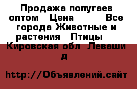 Продажа попугаев оптом › Цена ­ 500 - Все города Животные и растения » Птицы   . Кировская обл.,Леваши д.